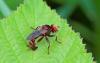 233742 – Photo : Marc Solari – France (68)